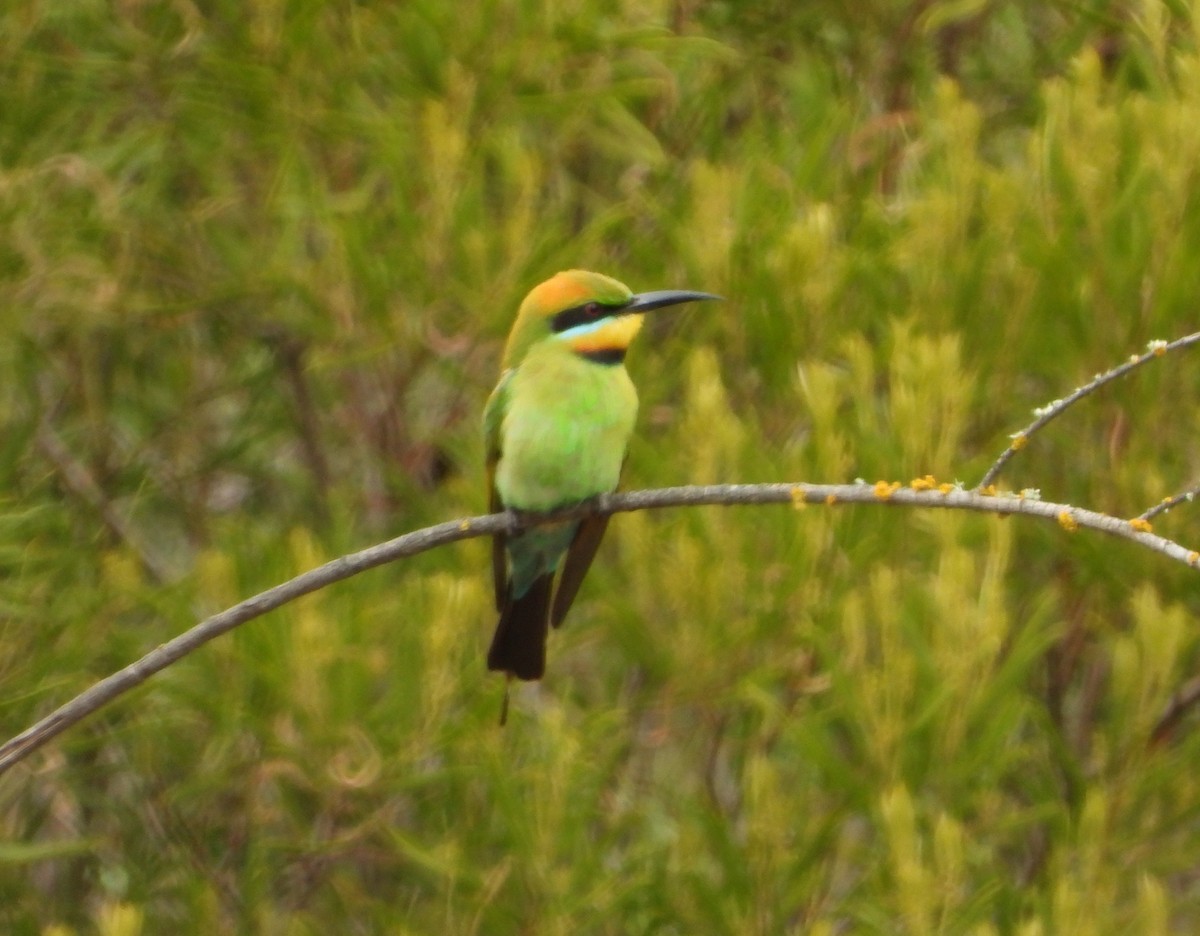 Rainbow Bee-eater - ML379980351