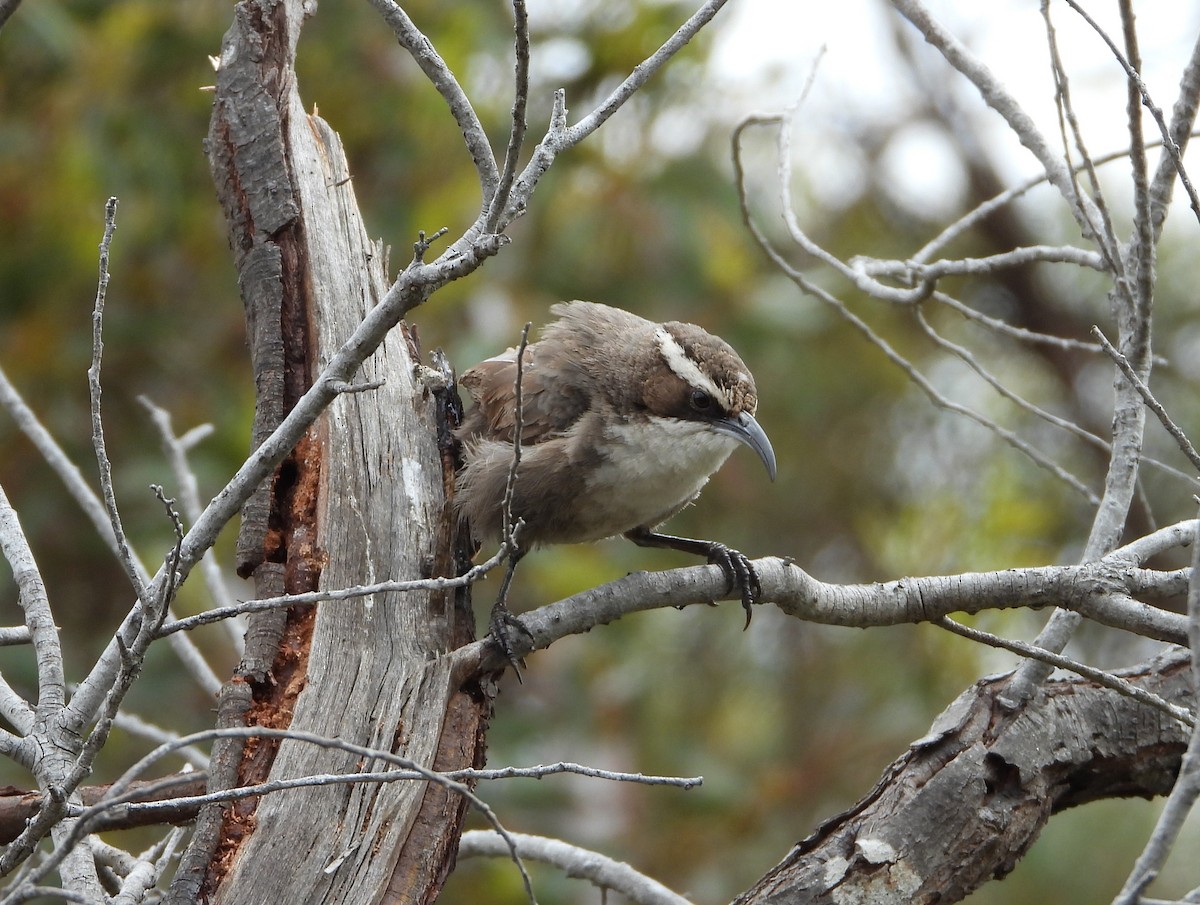 White-browed Babbler - ML379980411