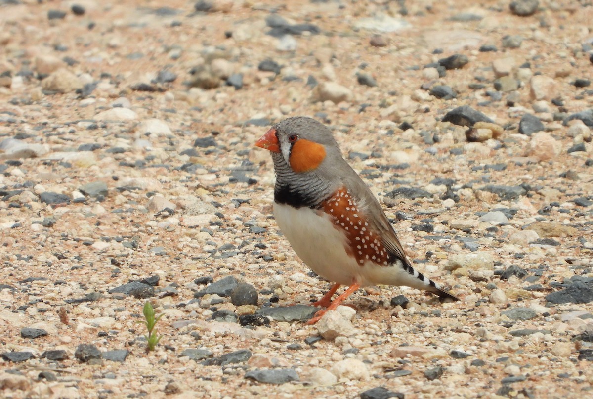 Zebra Finch - ML379980451