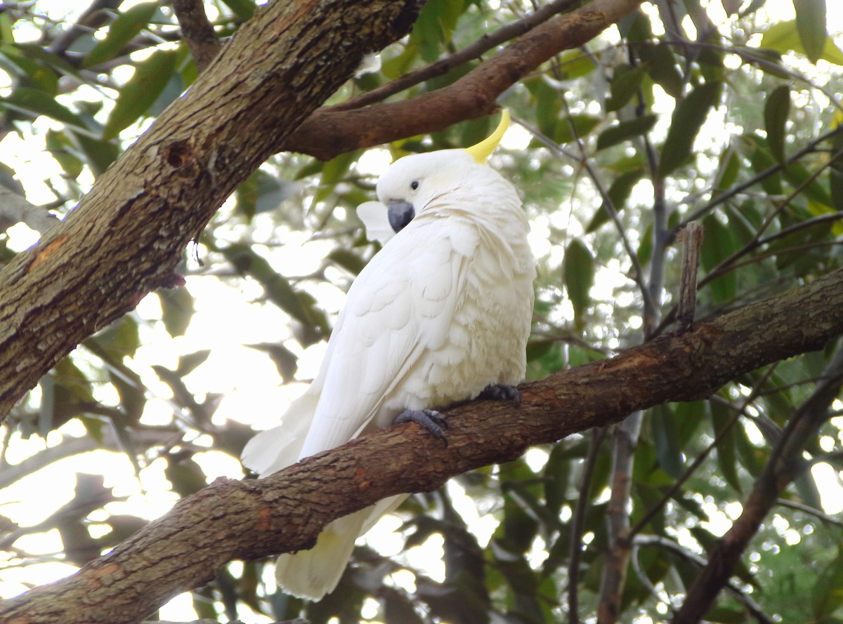 Sulphur-crested Cockatoo - Anonymous