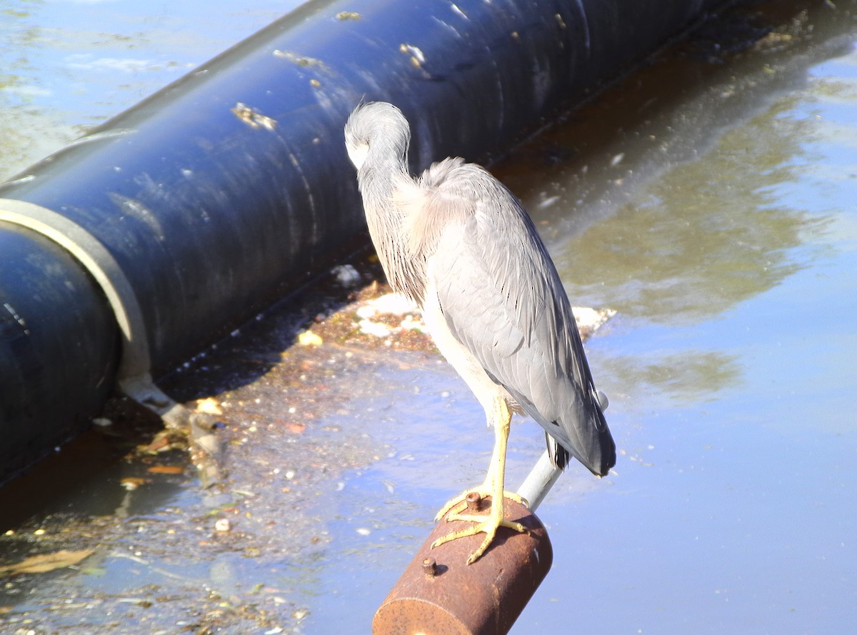 White-faced Heron - ML379981021