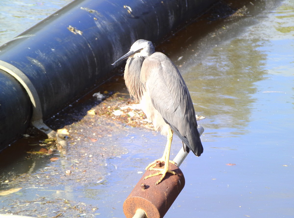 White-faced Heron - Anonymous