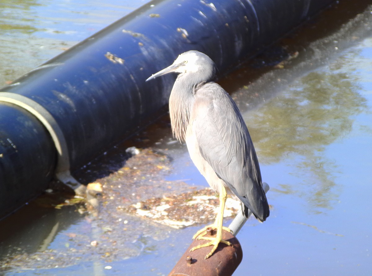 White-faced Heron - Anonymous