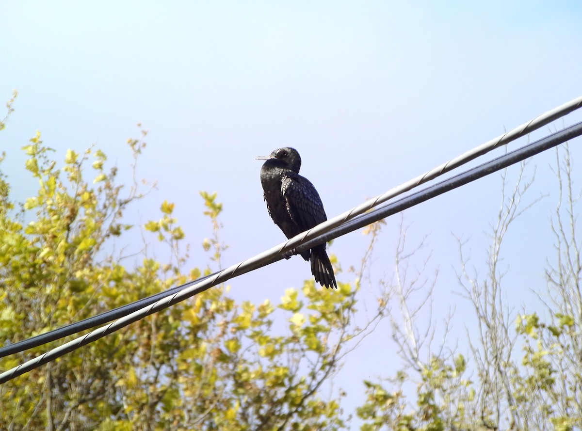 Little Black Cormorant - Anonymous