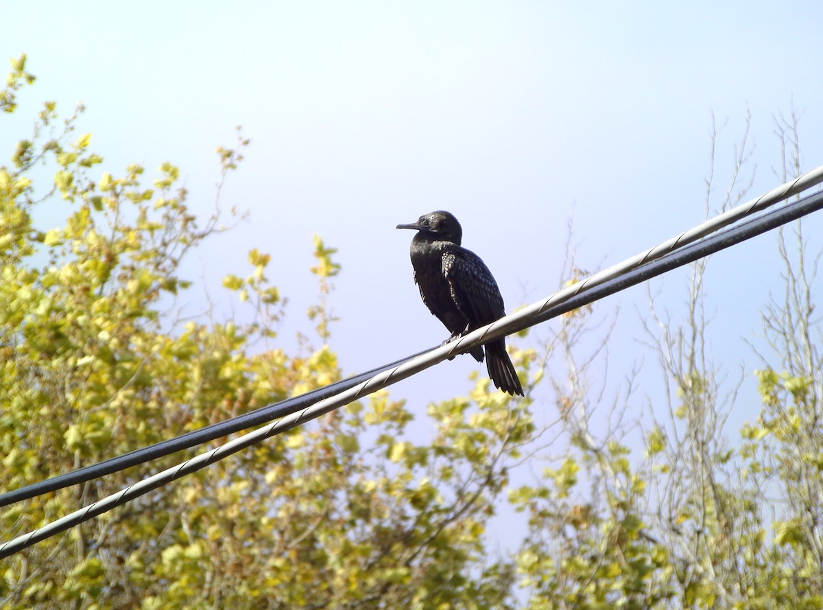 Little Black Cormorant - ML379981141