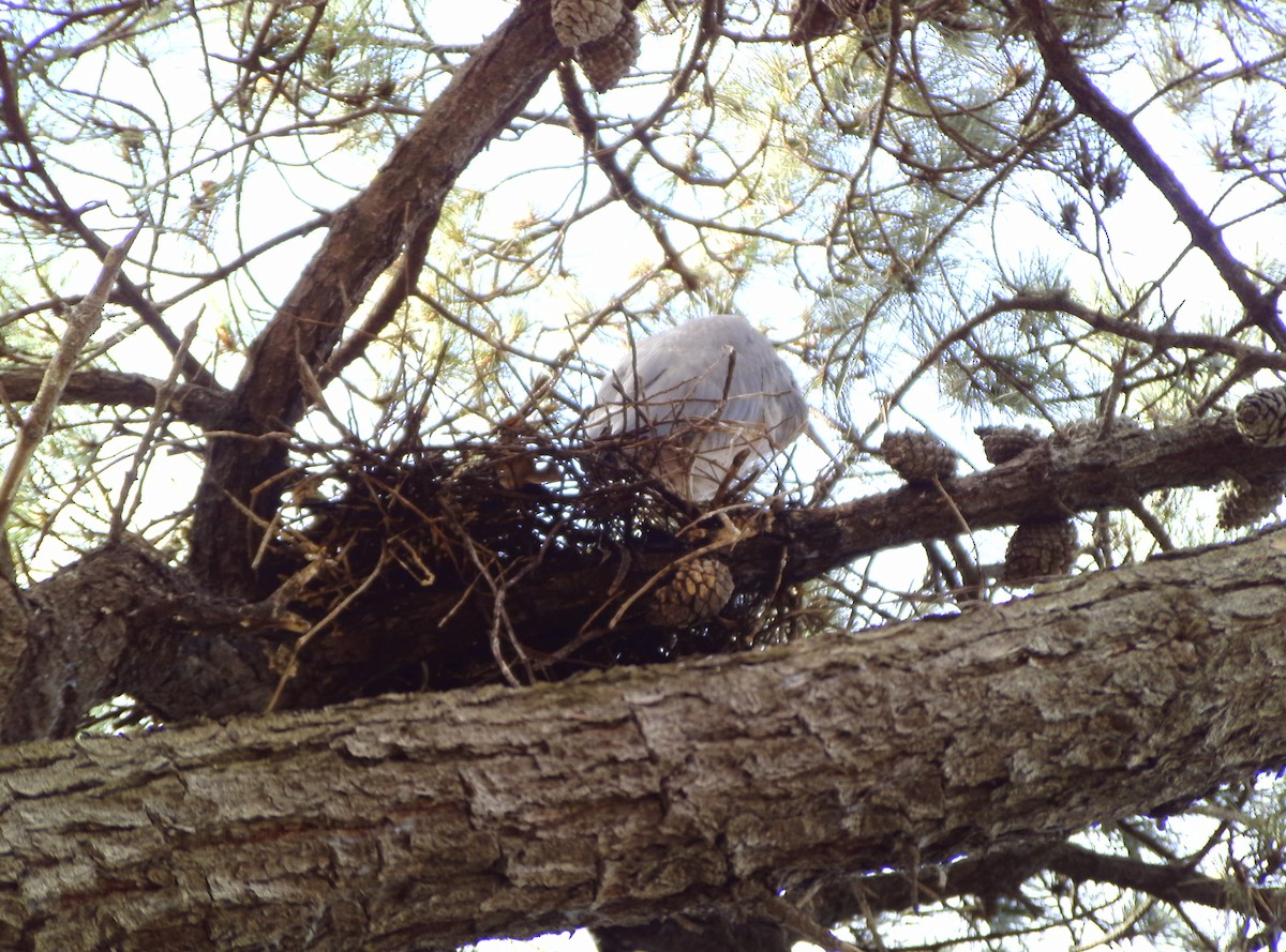 White-faced Heron - ML379981171