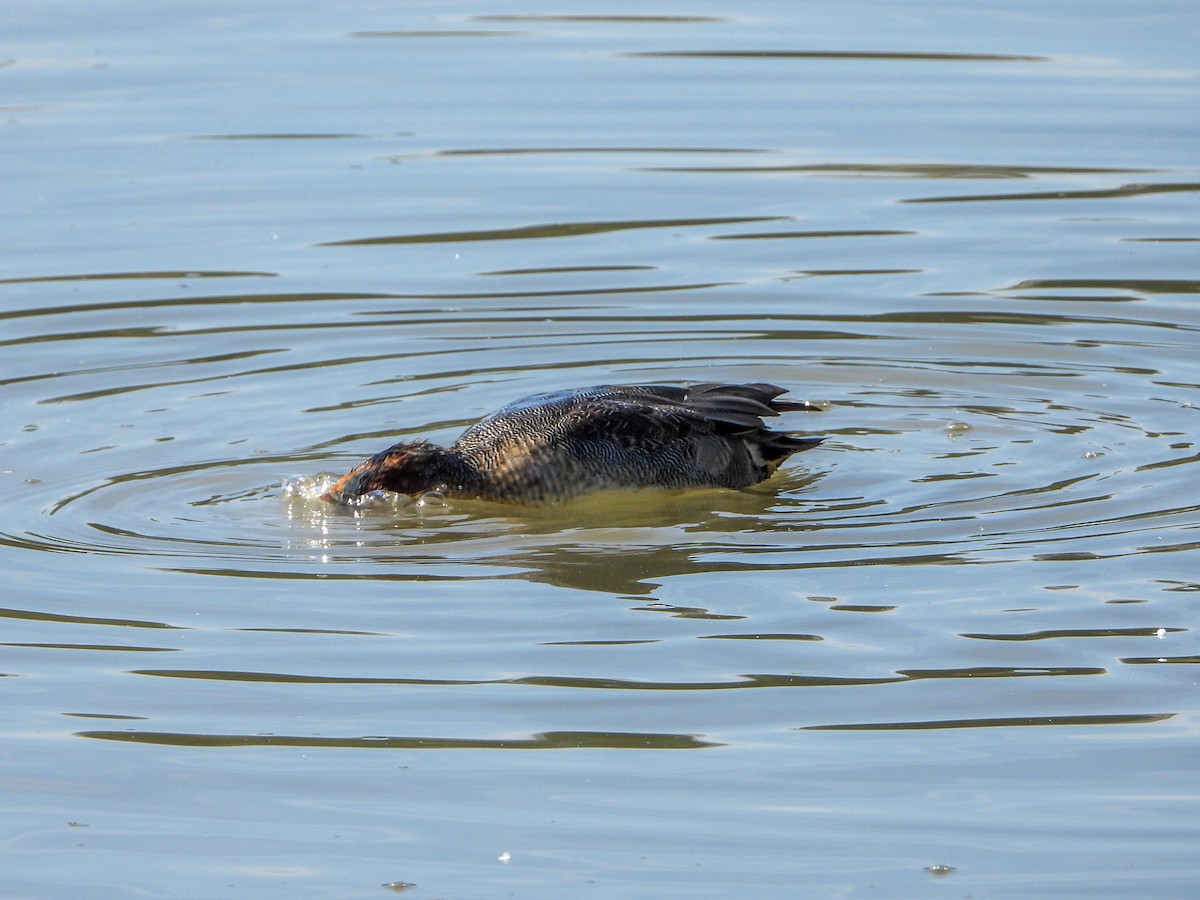 Green-winged Teal (Eurasian) - Samuel Burckhardt