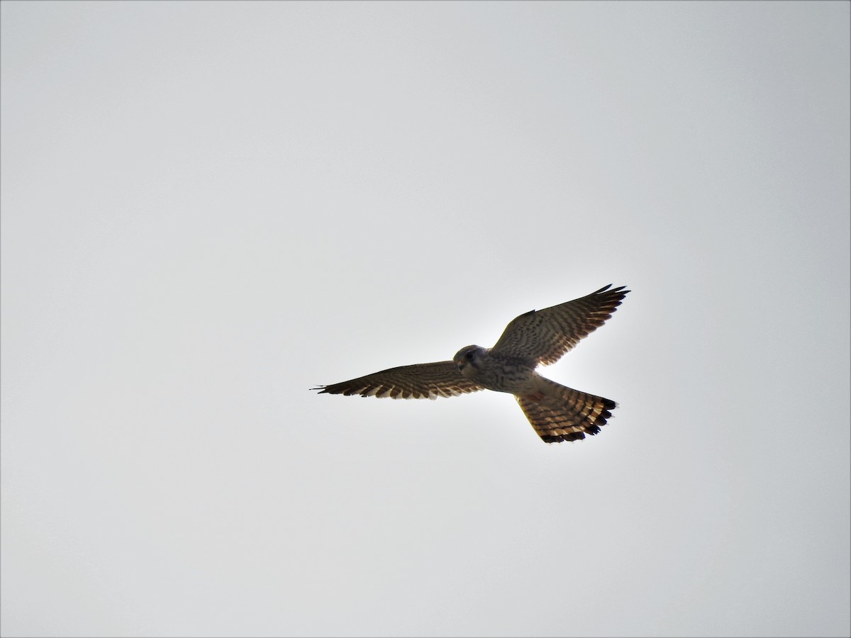 Eurasian Kestrel - jay hyun seo