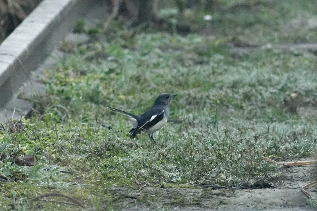 Oriental Magpie-Robin - Able Lawrence