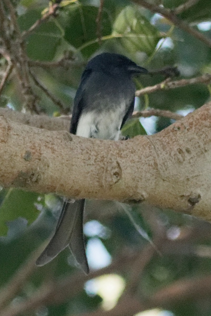 White-bellied Drongo - Able Lawrence