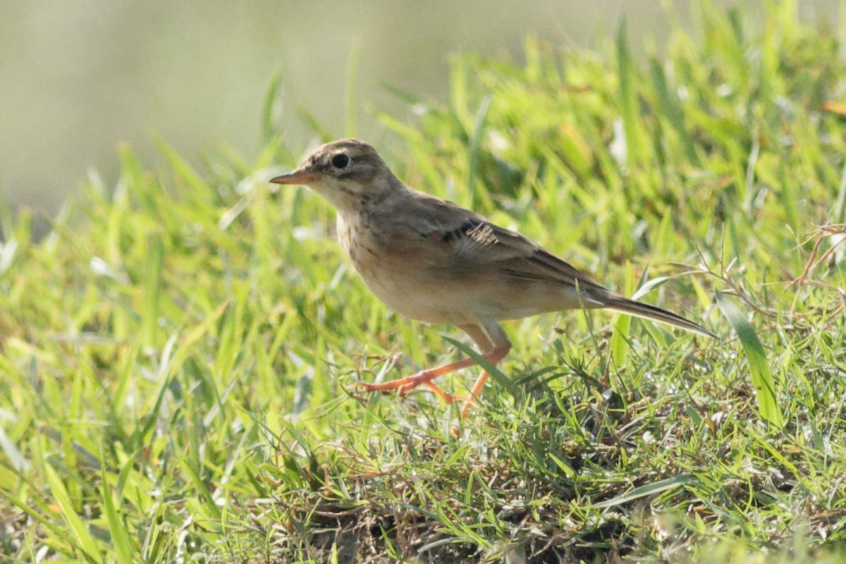 Paddyfield Pipit - Able Lawrence