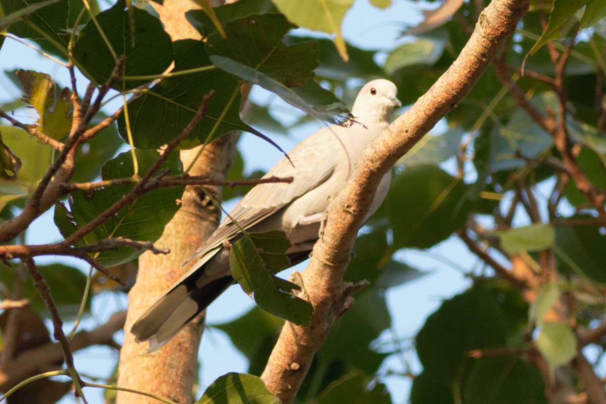 Eurasian Collared-Dove - ML379988721