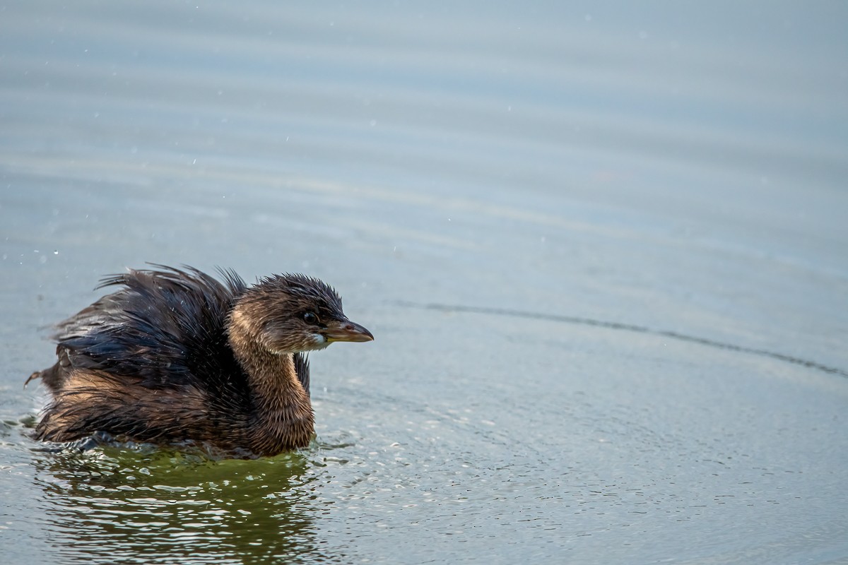 Pied-billed Grebe - Edward Henry