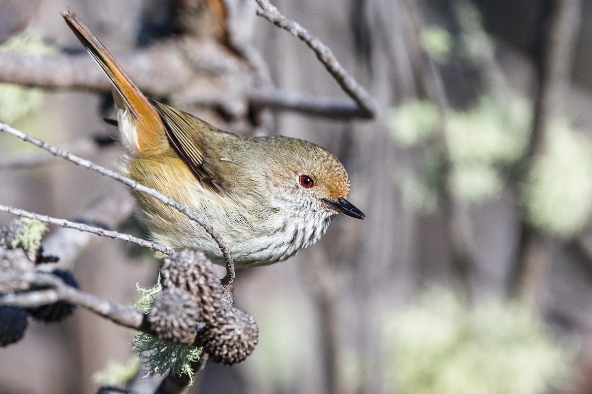 Brown Thornbill - ML379990711