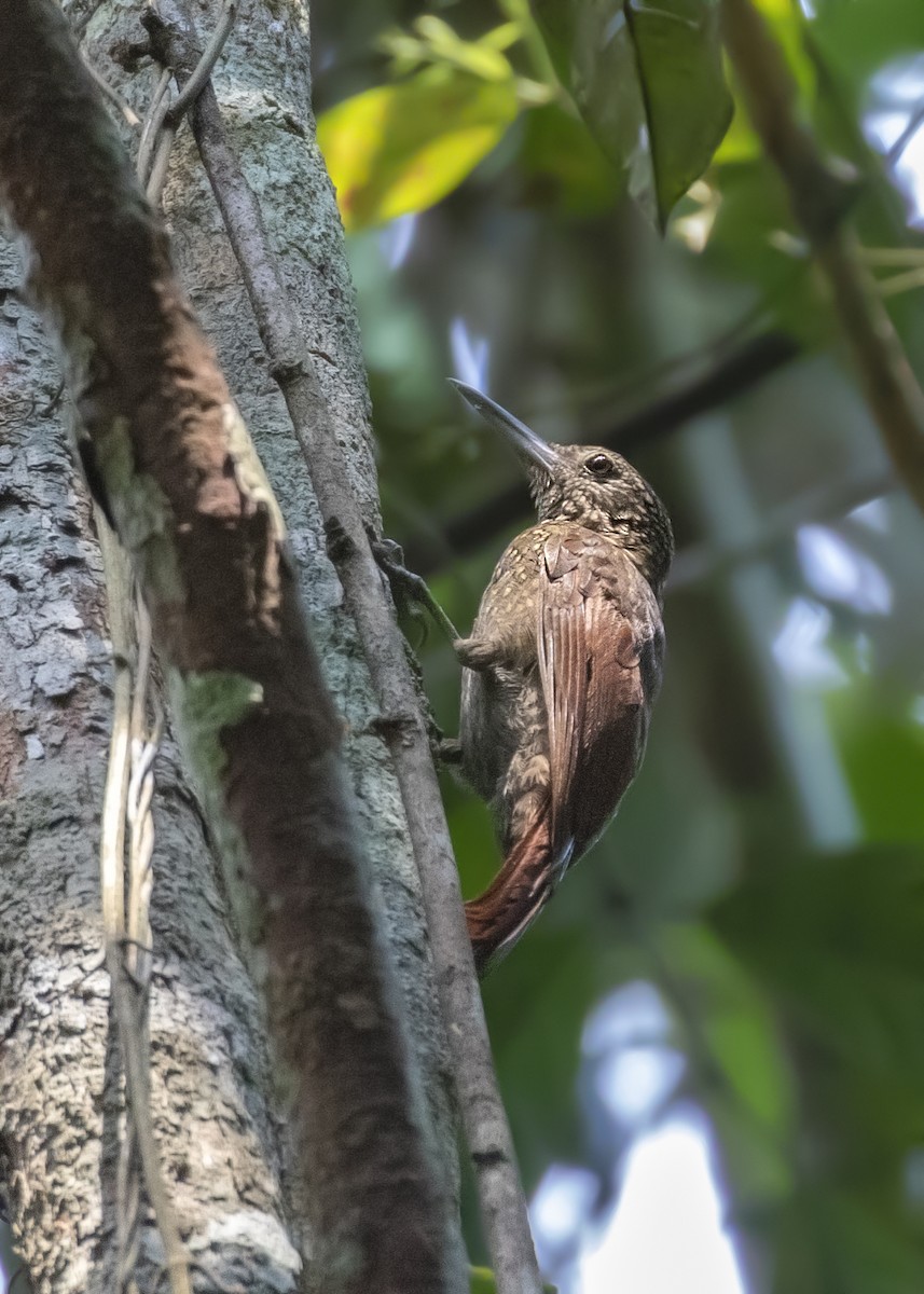 Elegant Woodcreeper - ML379991171