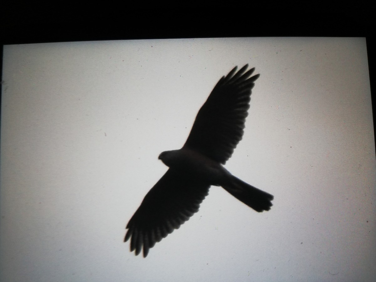 Brown Goshawk/Collared Sparrowhawk - ML379993721