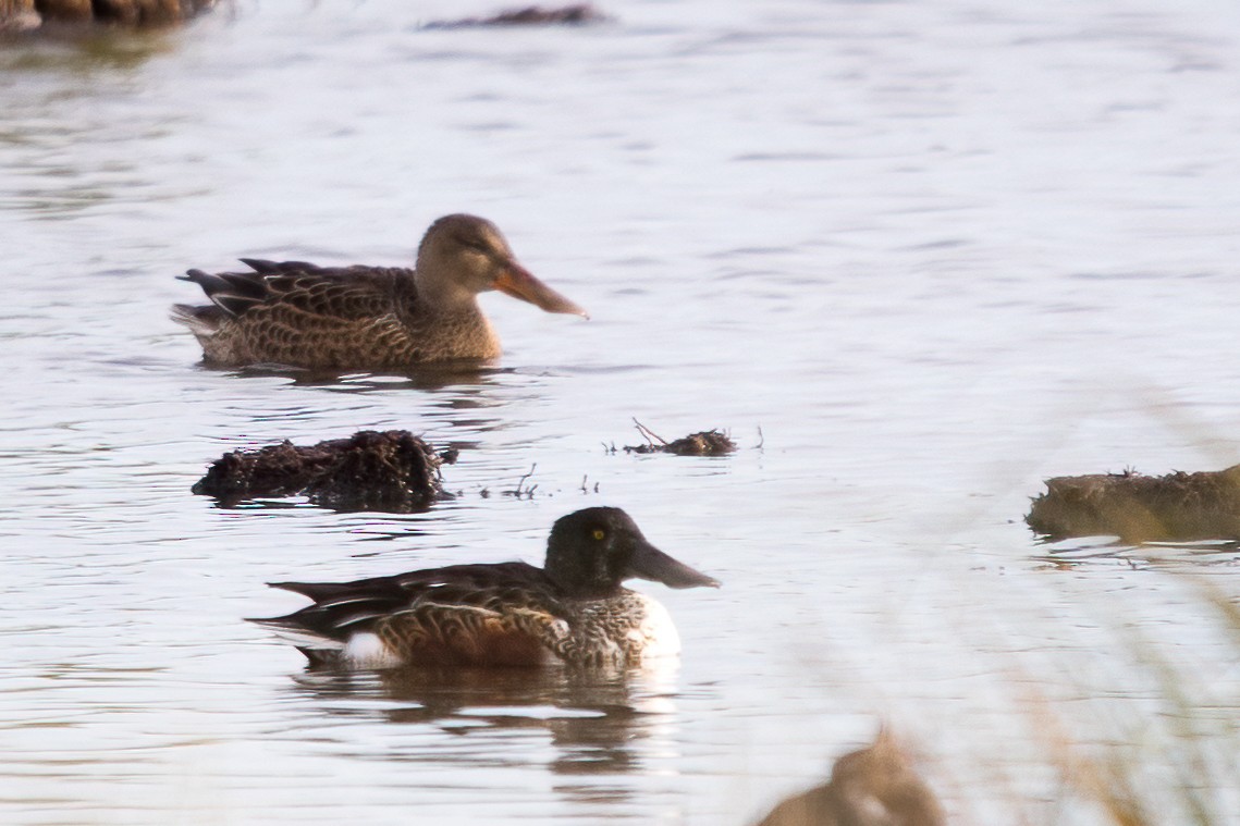 Northern Shoveler - ML379996411