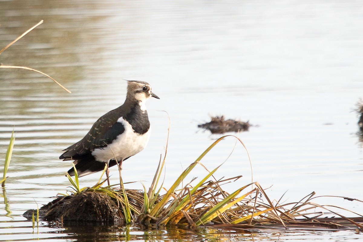 Northern Lapwing - ML379996441