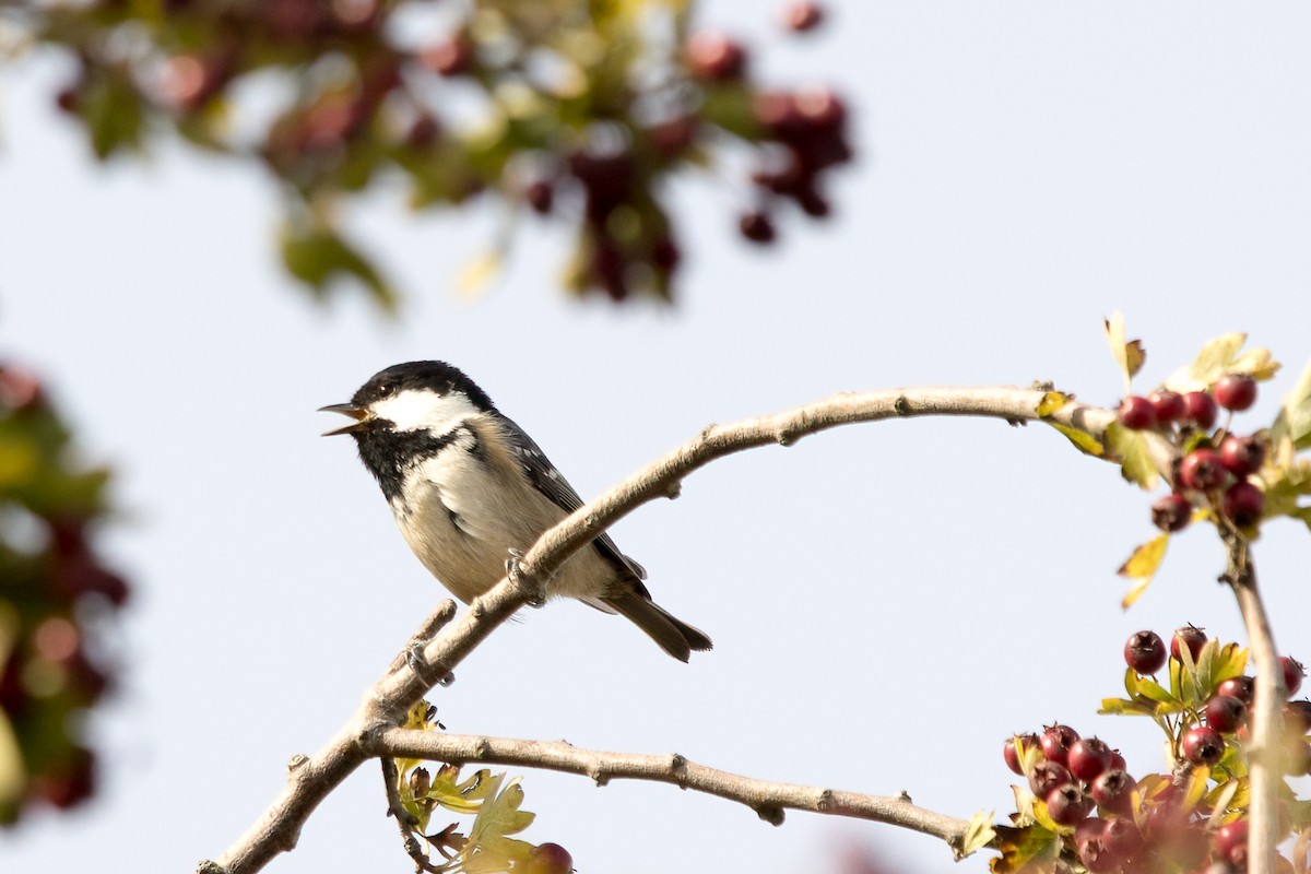 Coal Tit - ML379996521