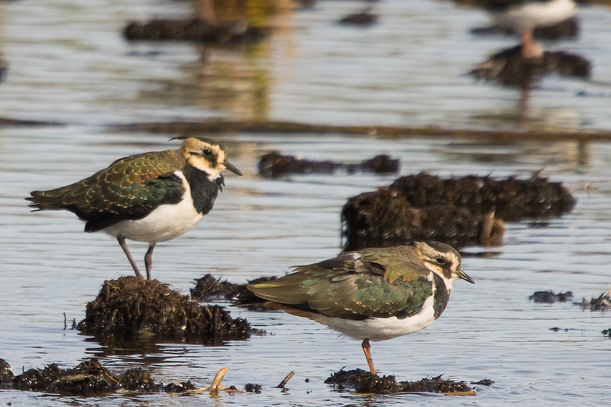 Northern Lapwing - Roland Pfeiffer