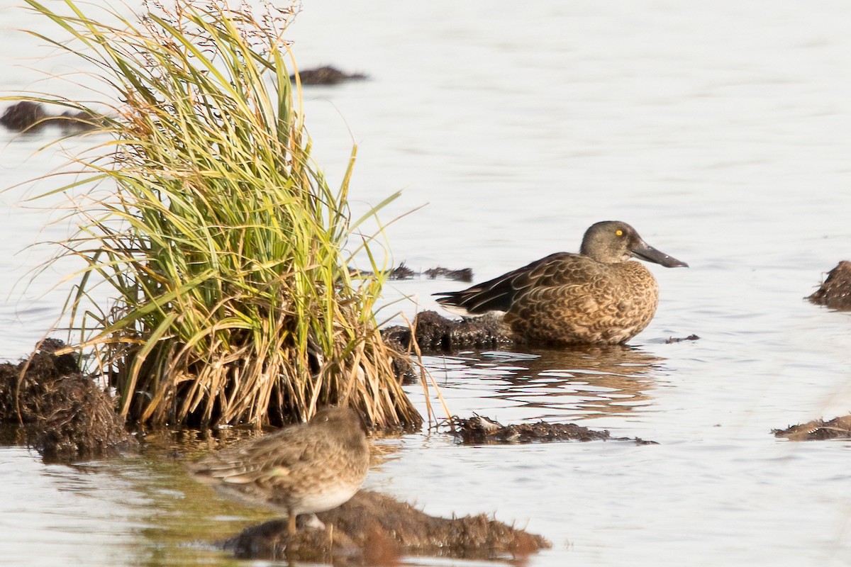 Northern Shoveler - ML379996551