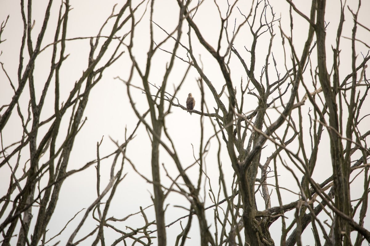 White-tailed Eagle - ML379996601