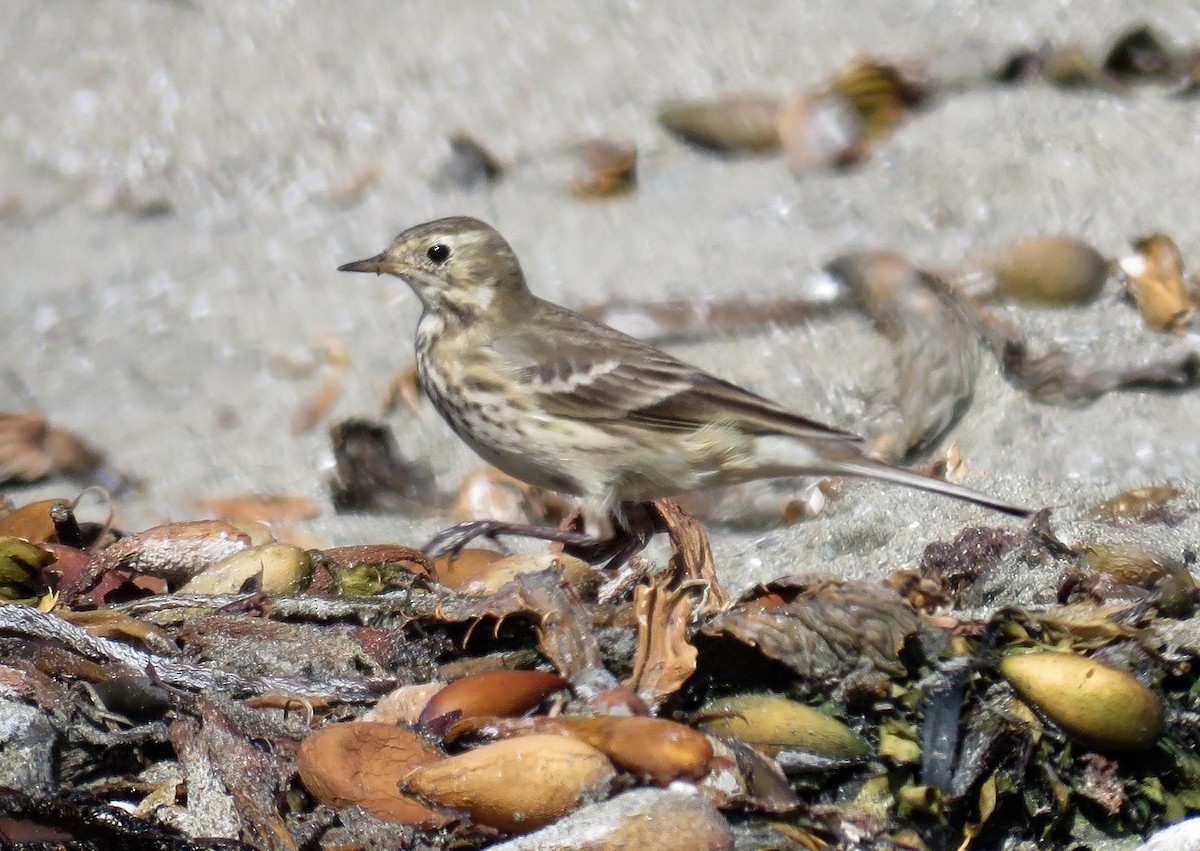 American Pipit - ML37999671