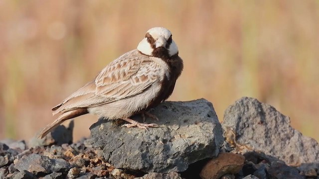 Ashy-crowned Sparrow-Lark - ML379997541