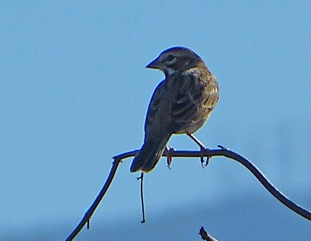 Lark Sparrow - lynda fenneman