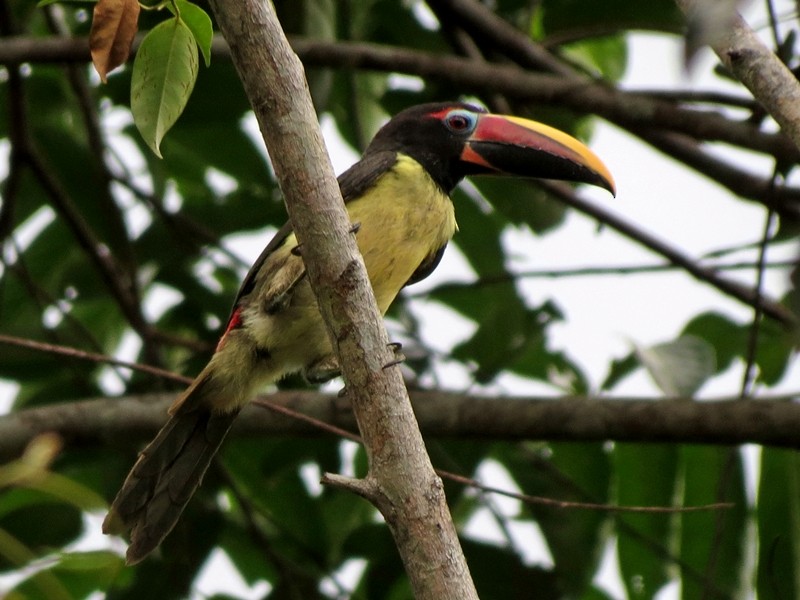 Green Aracari - ML38000031