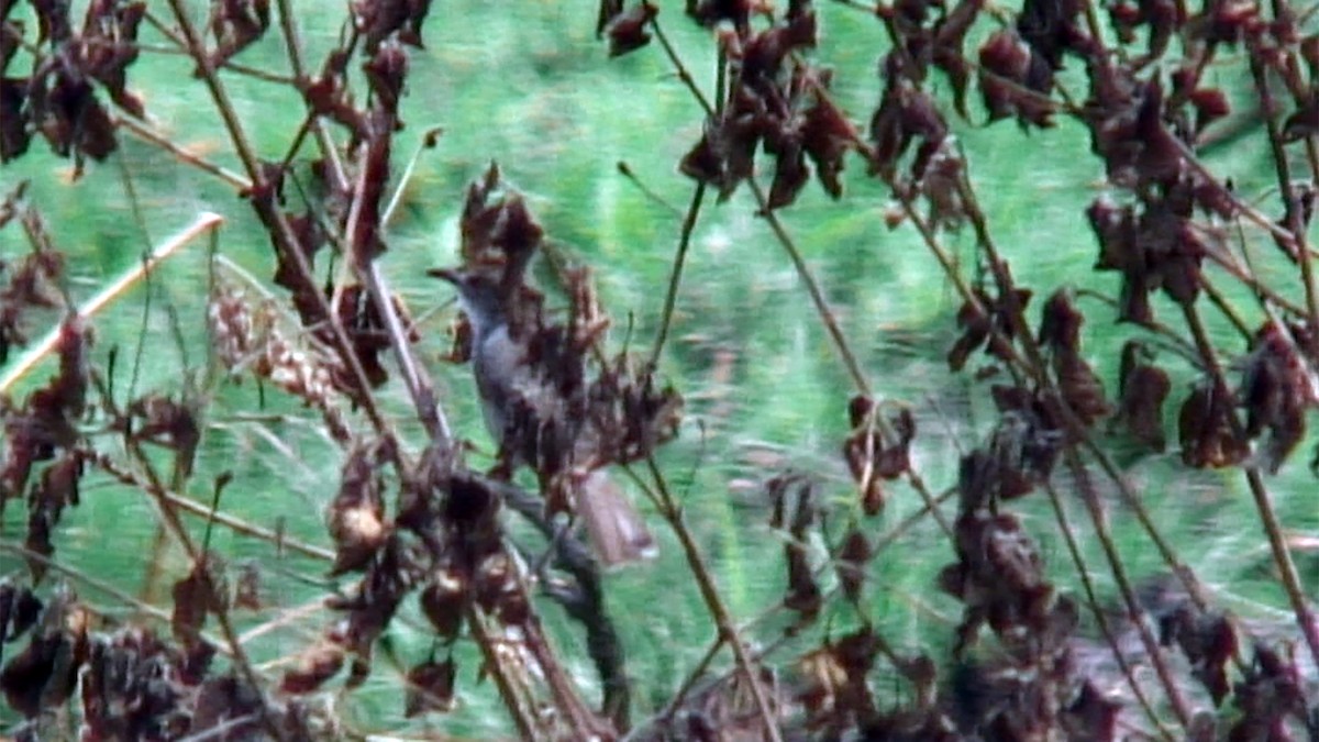 Trilling Cisticola - ML380000321