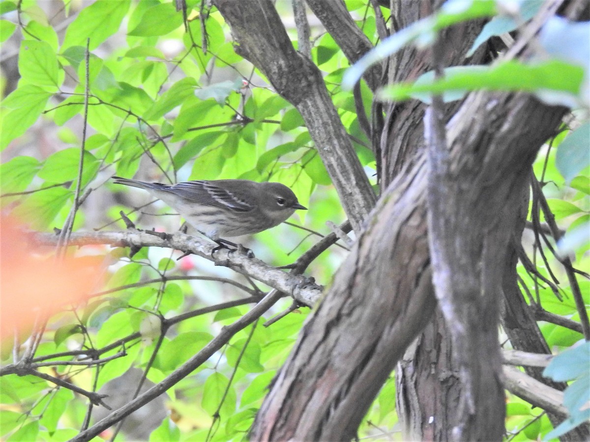 Yellow-rumped Warbler - ML380001511