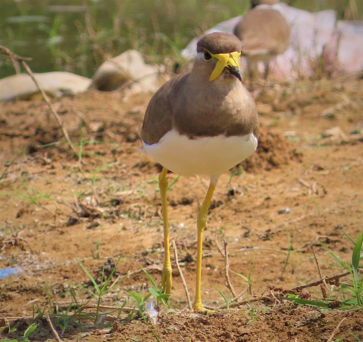 Yellow-wattled Lapwing - ML380002531