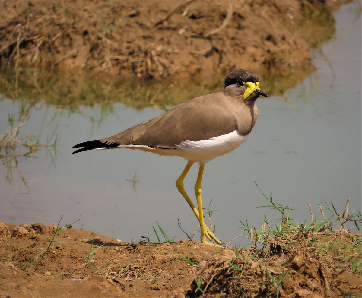 Yellow-wattled Lapwing - ML380002541