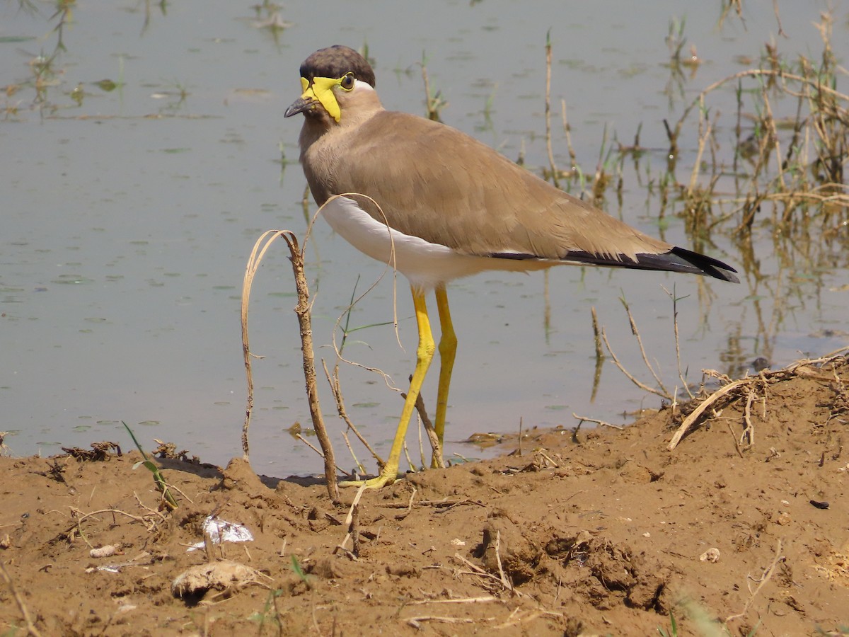 Yellow-wattled Lapwing - ML380002581