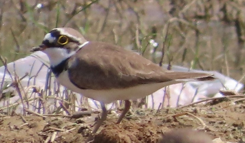 Little Ringed Plover - ML380002661