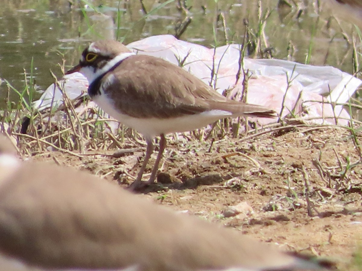Little Ringed Plover - ML380002671