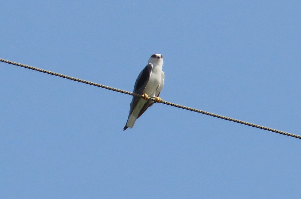 Black-winged Kite - ML380002981
