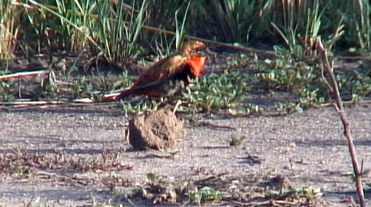 Southern Red Bishop - Josep del Hoyo