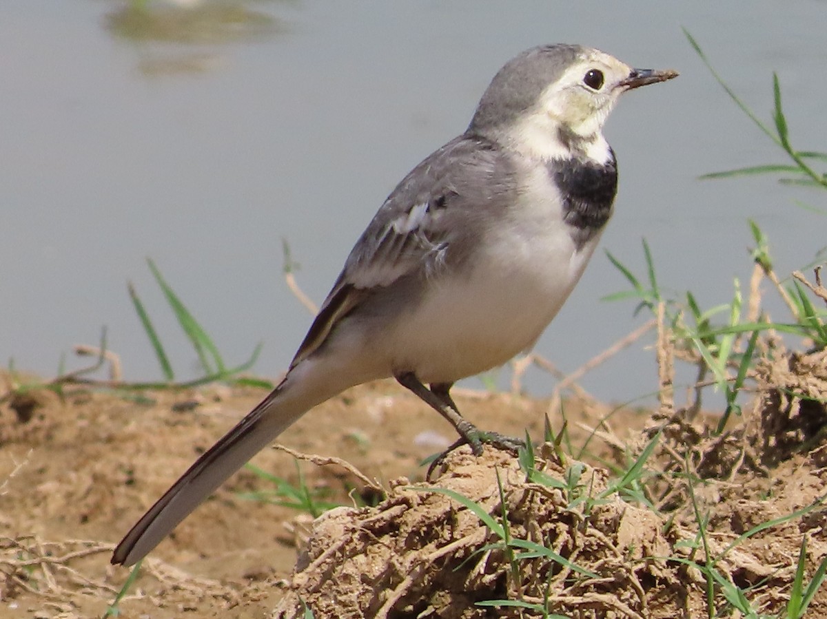 White Wagtail - ML380003491