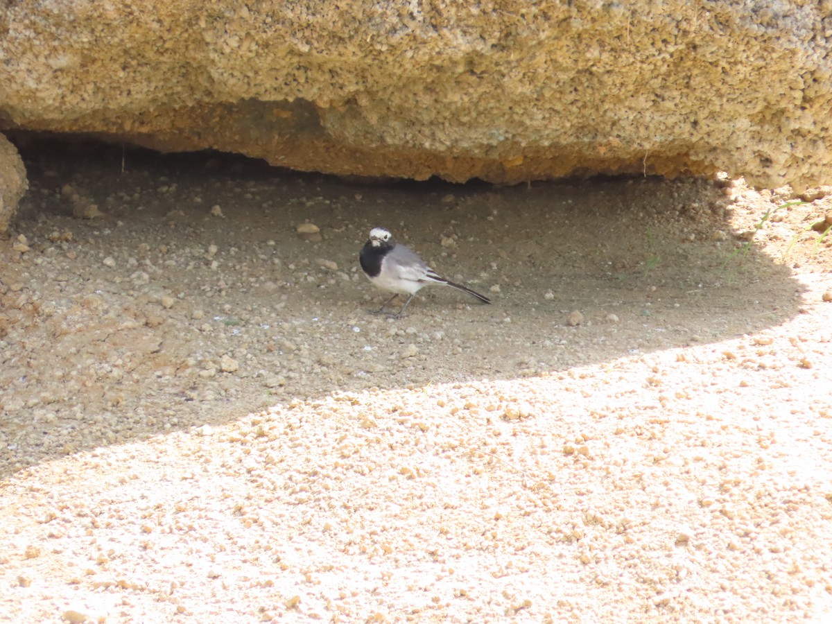 White Wagtail - ML380003501