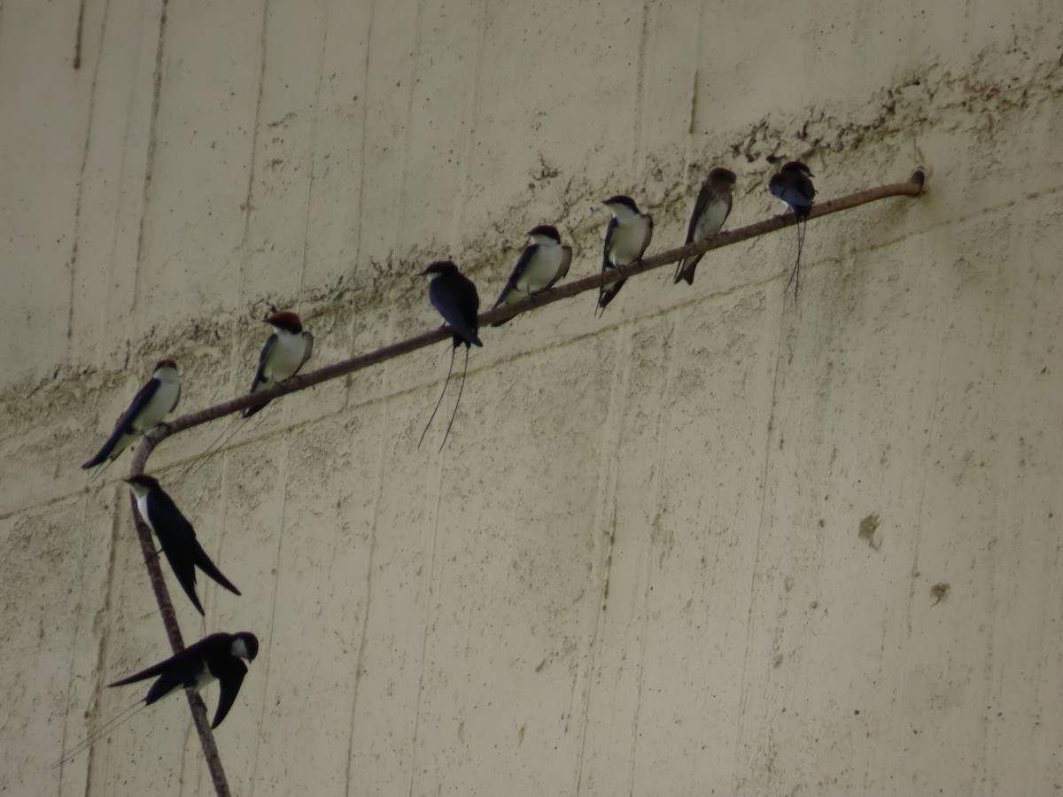 Wire-tailed Swallow - ML380003551
