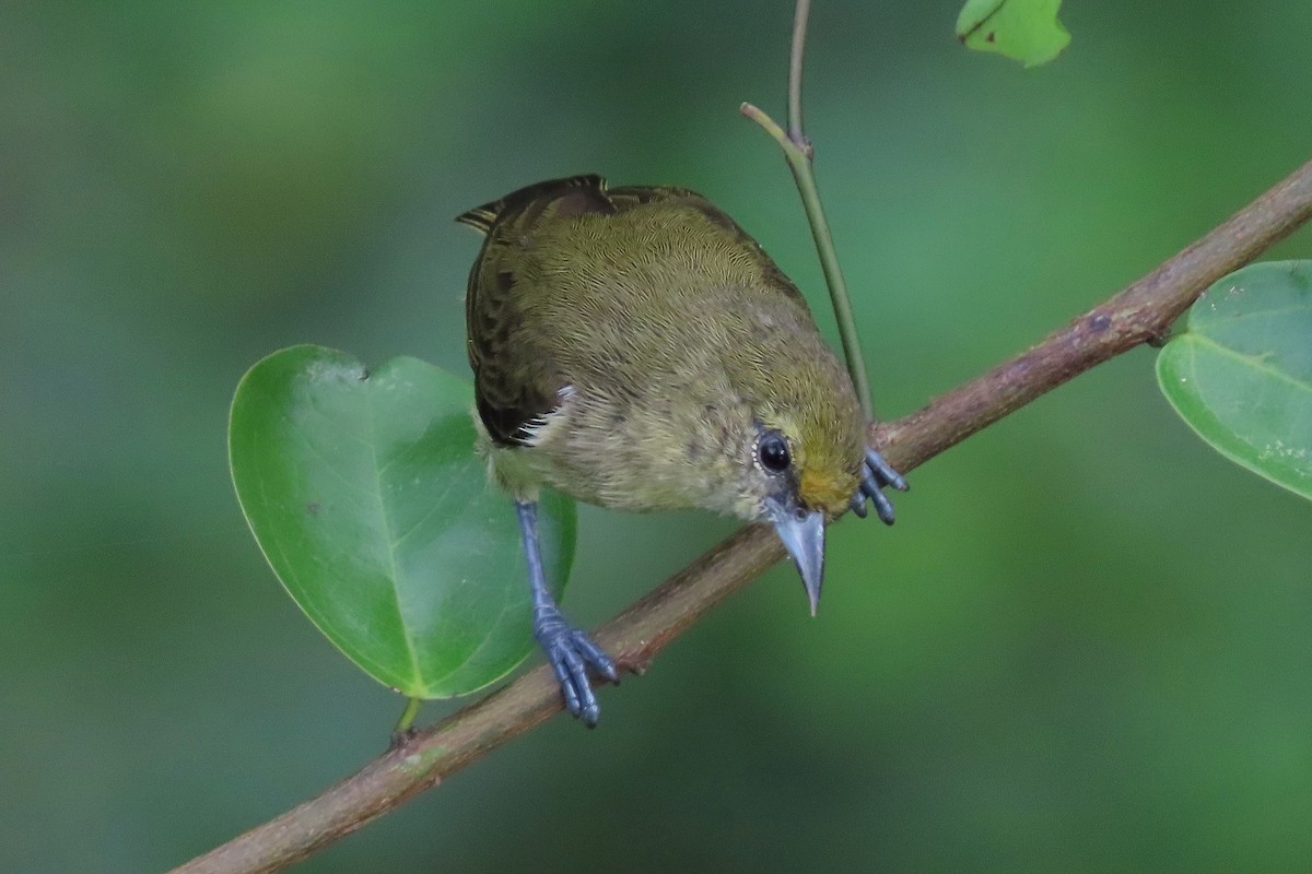 Forest Penduline-Tit - ML380003591