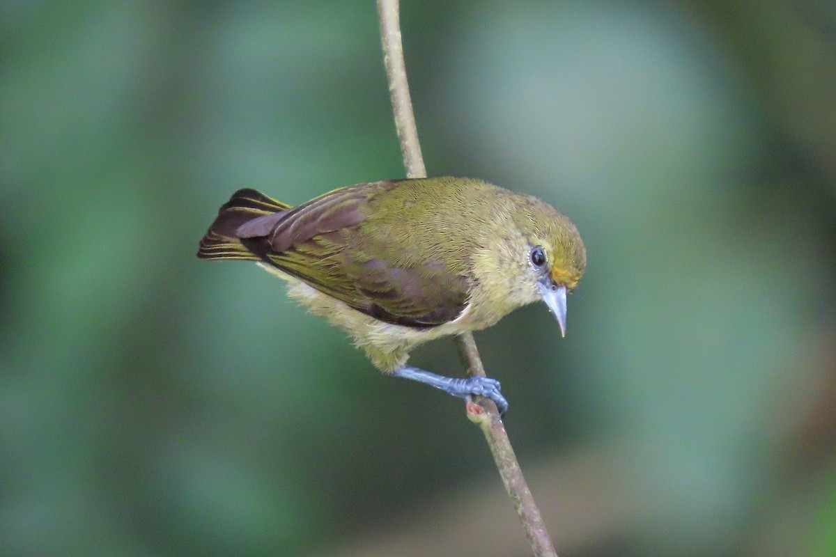 Forest Penduline-Tit - ML380003611