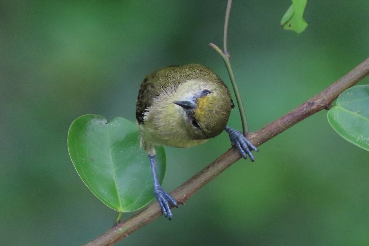 Forest Penduline-Tit - ML380003621