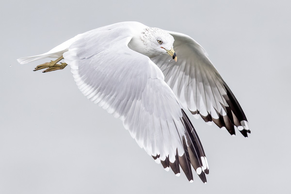 Ring-billed Gull - Brad Imhoff