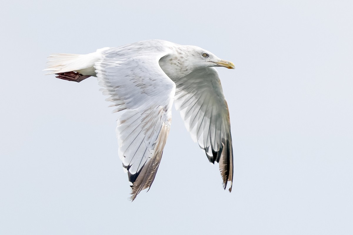 Herring Gull - ML380007481