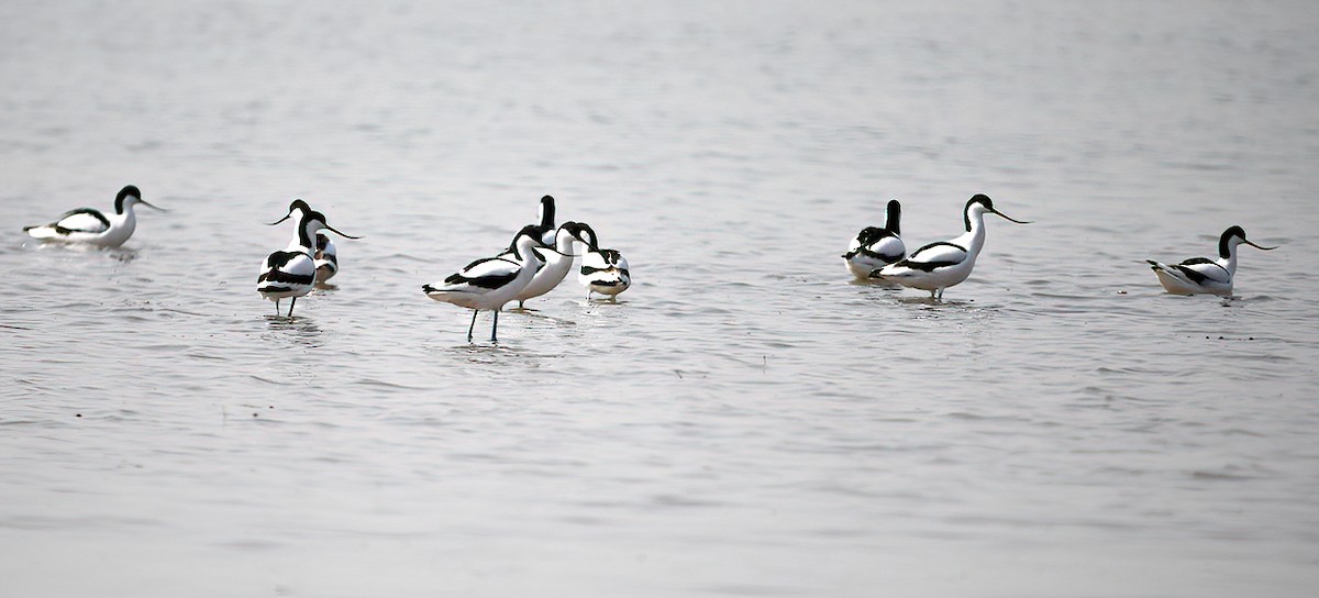 Pied Avocet - ML380007961