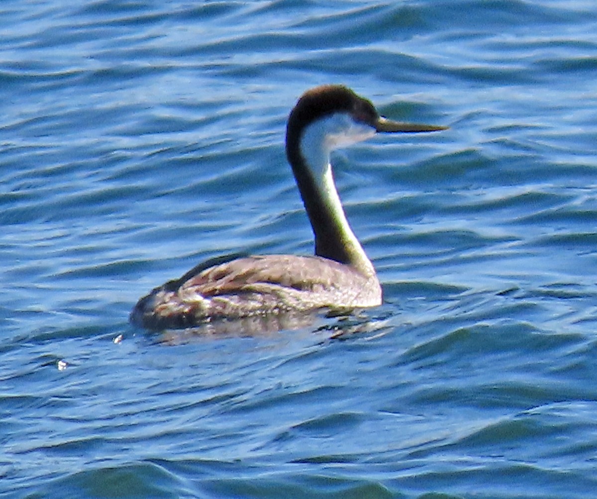 Western Grebe - ML380008481