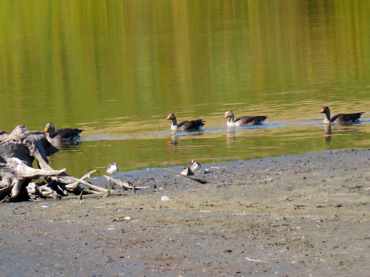 Greater White-fronted Goose - ML380008491